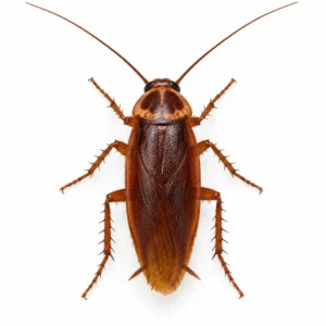 Top view of an American cockroach with long antennae