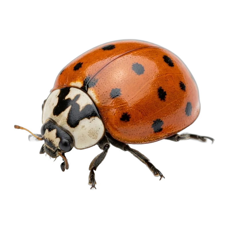 Asian lady beetle with orange shell and black spots