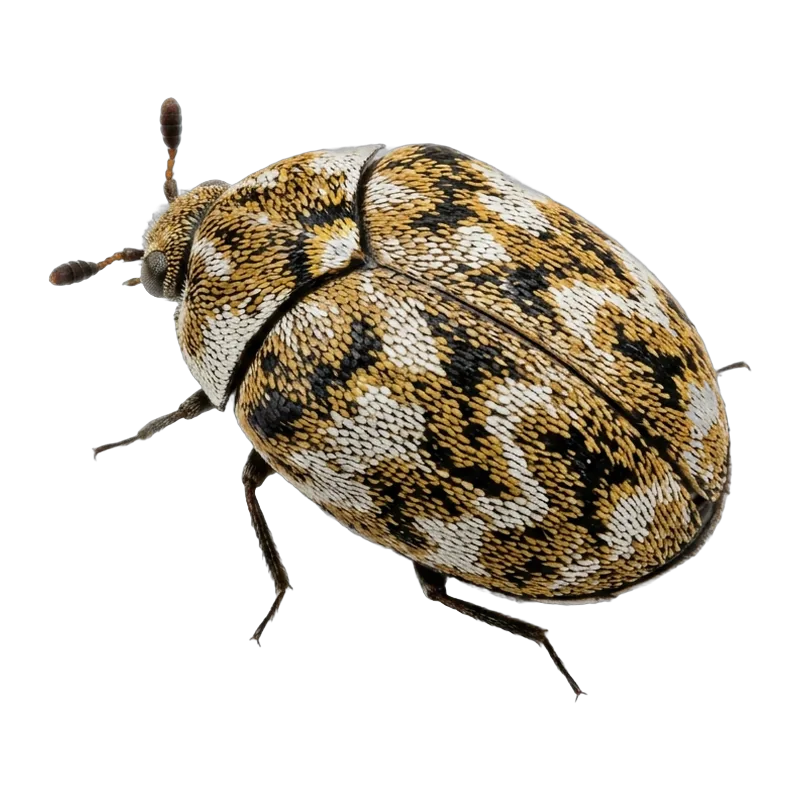 Adult carpet beetle with mottled white, brown and black scales