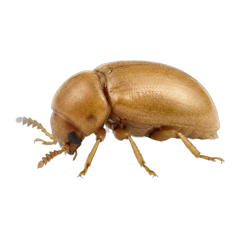 Cigarette beetle with a rounded humpbacked golden brown body