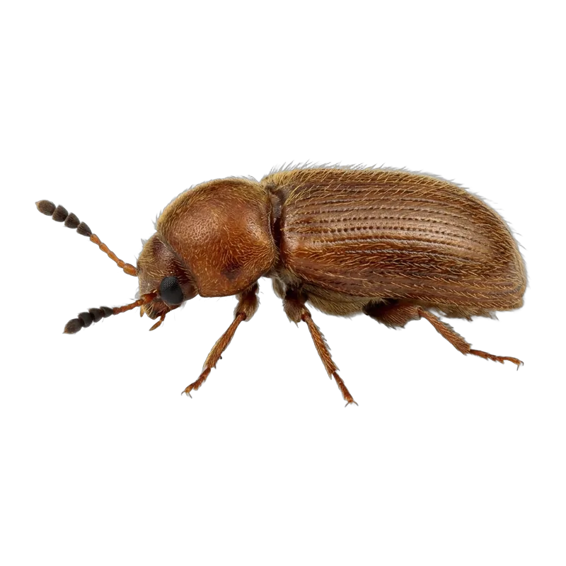 Drugstore beetle with grooved brown wing covers