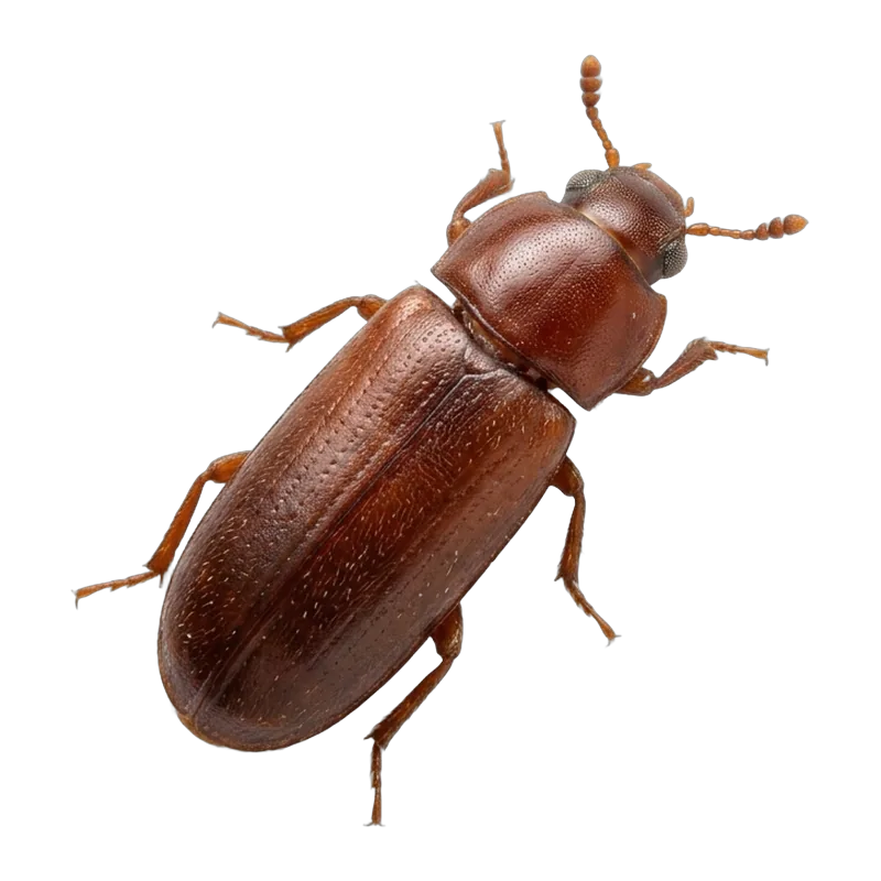 Flour beetle, a small rusty brown pantry pest