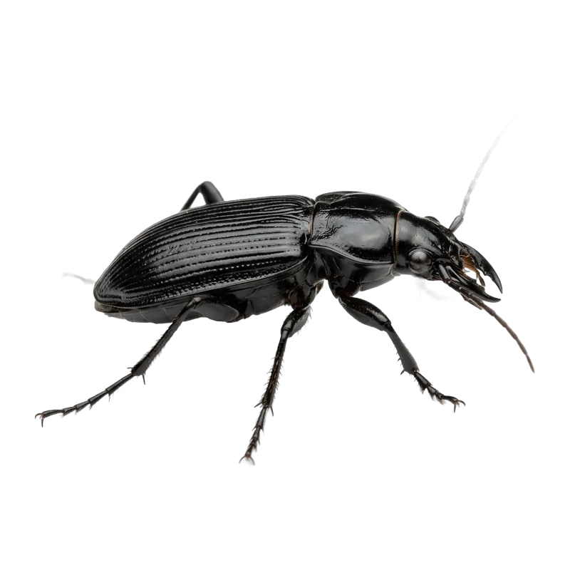 Shiny black ground beetle with long legs and strong jaws