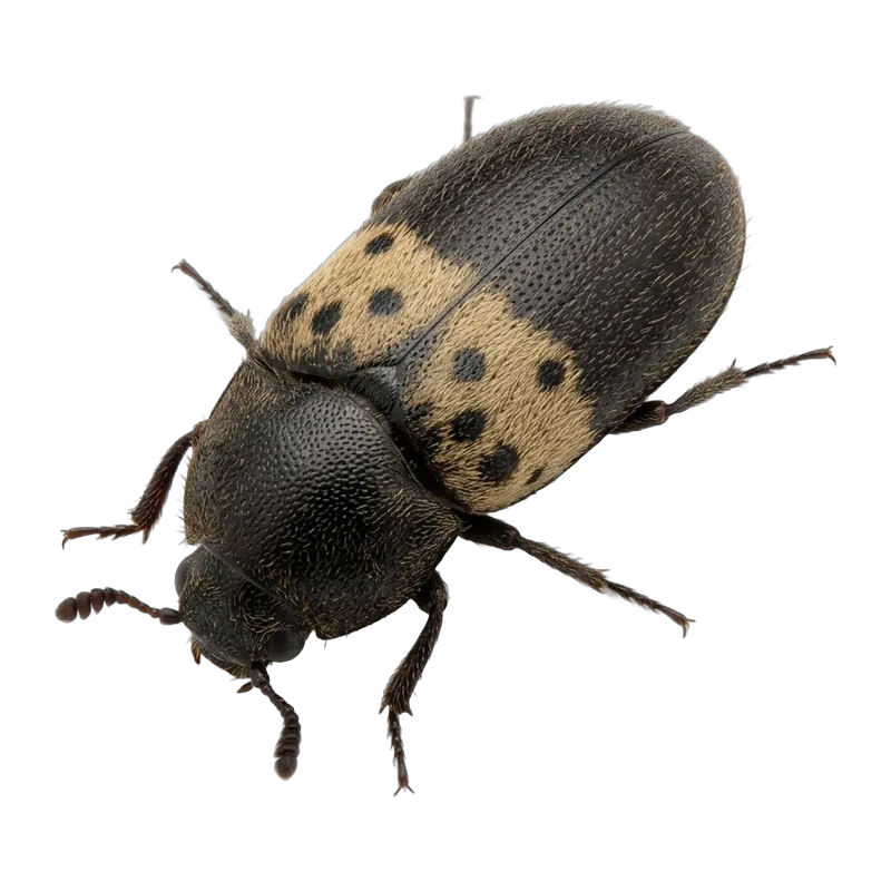 Larder beetle with a pale band and dark spots on black wing covers