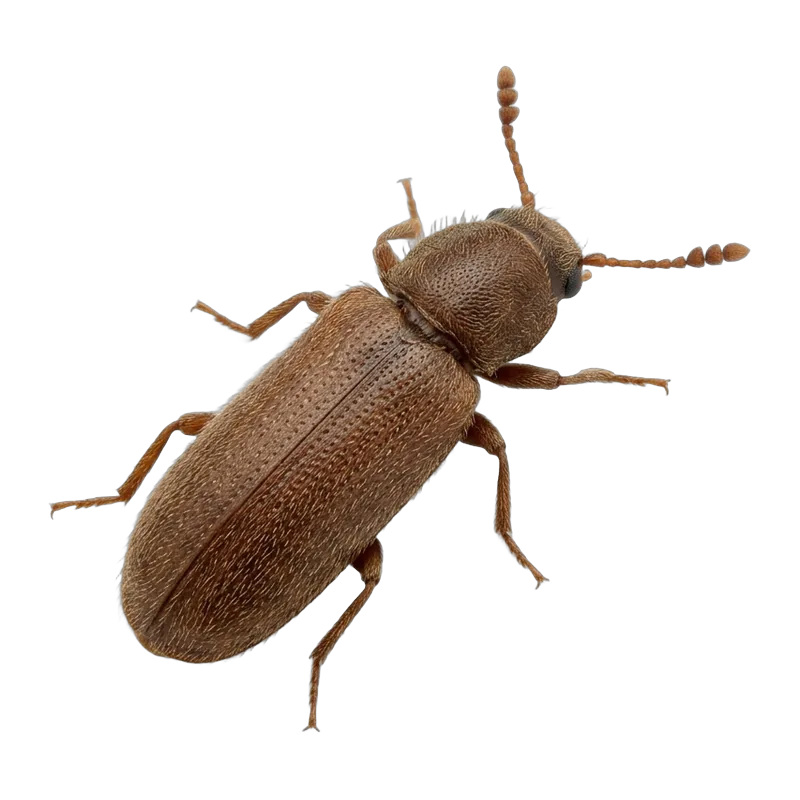 Powderpost beetle, a small brown wood-boring beetle