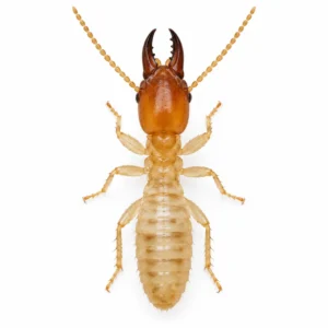Close-up of a subterranean termite soldier with large dark mandibles